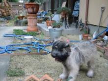 フランダースの犬