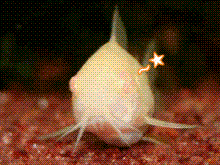ウインク