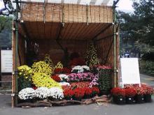 菊の花