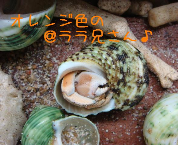 @おかやどかりな毎日-ララ