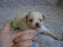 ganguM