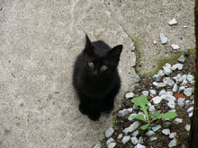 ねこ