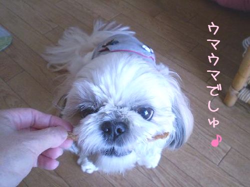 ハッピーとママのポチポチ日記-umauma