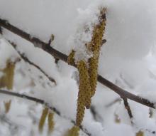 雪のハシバミ