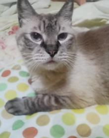 猫ごはん シャム猫風
