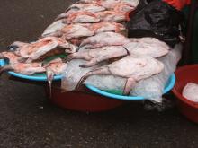 魚