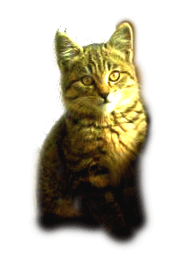 子猫