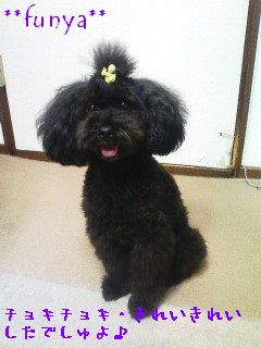 にゃんことトイプードルとふにゃ