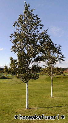20080915152715.jpg