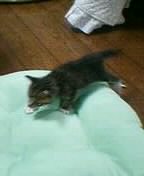 ねこ