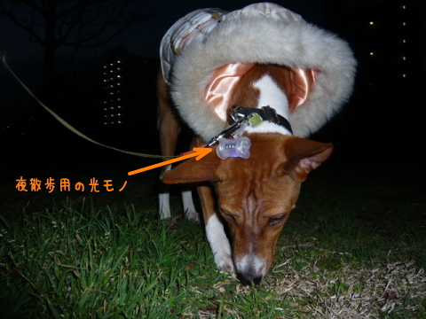 バセンジーあずきのブログ