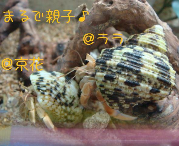 @おかやどかりな毎日-そっくり