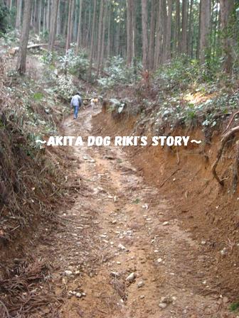 秋田犬　リキの物語