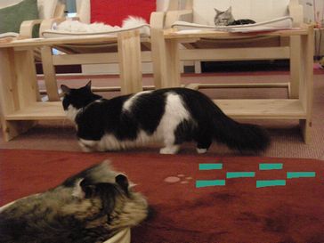 たとえばボクがキミを猫カフェ店員だと見下したとして、それが何か??