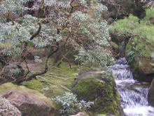 庭園３
