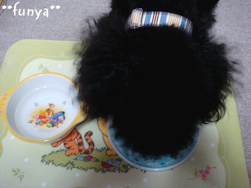 にゃんことトイプードルとふにゃ