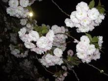 造幣局の桜