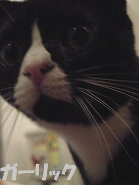たとえばボクがキミを猫カフェ店員だと見下したとして、それが何か??
