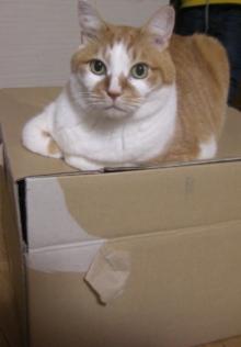 猫ごはん シャム猫風