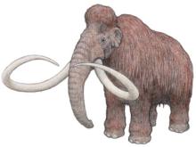 マンモス