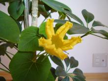 カボ花
