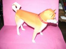 Cannon　柴犬