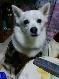 ナナ