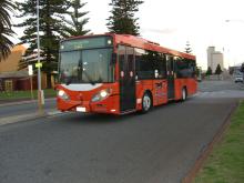 cat bus