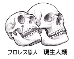 フロレス原人と現生人類の頭蓋骨