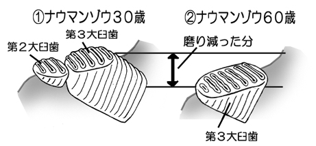 ナウマンゾウの臼歯