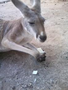 ｶﾝｶﾞﾙｰ3