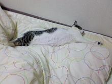 広いところはよかとです