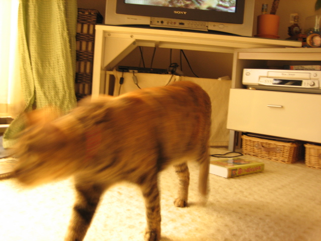 猫が見るビデオ2