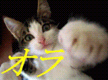 猫パンチ