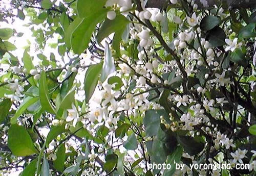 与論島　みかんの花