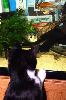 飛ぶ魚