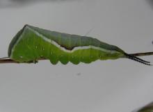 シャチホコガ横