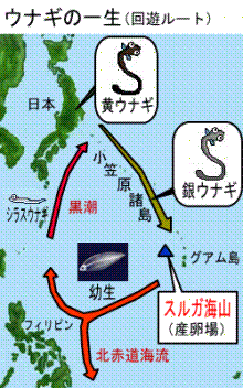 ウナギの一生