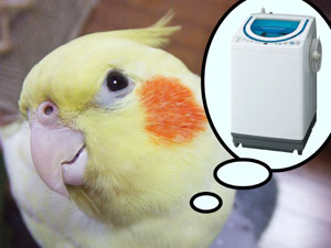 たんぽぽ011706