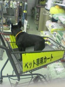 初カート