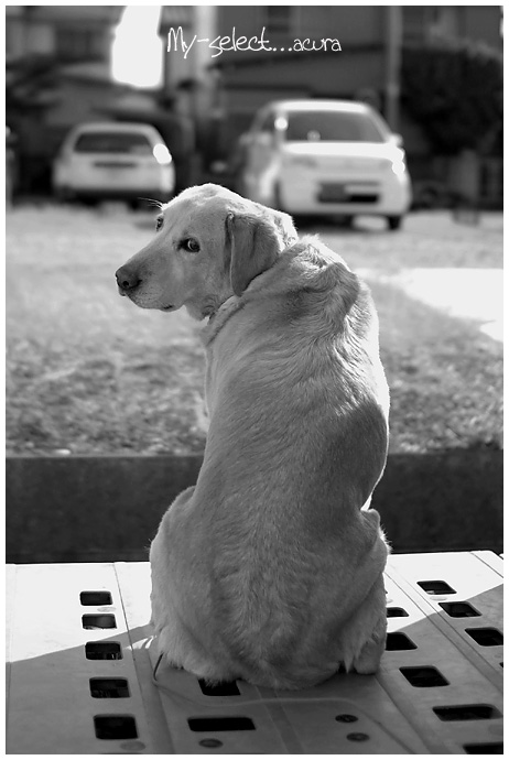 dog