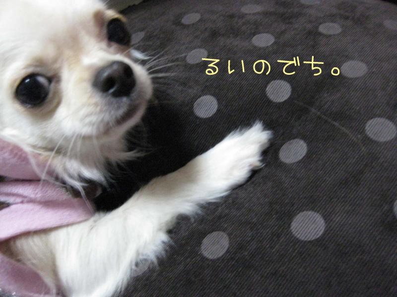 チワワ　ルイ型(・∀・。)タラちゃんもいるよ。