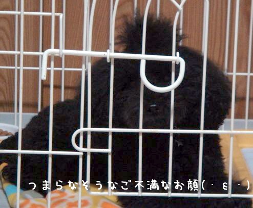 にゃんことトイプードルとふにゃ