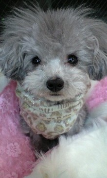 *:..｡o☆モデル犬★Coco＆Tiara＆Bambi＋Pucci＆Honey～チワワ＆Ｔ・プードルと一緒にオシャレ＆癒しLife～☆ﾟ･:,｡*-090130_1753~0001.jpg