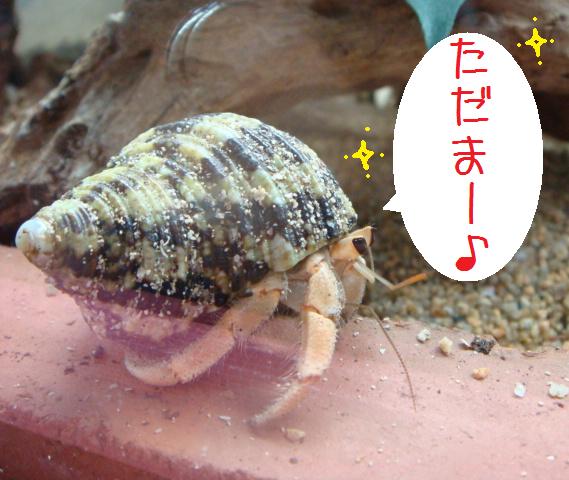 @おかやどかりな毎日-ヽ(●´ε`●)ノ
