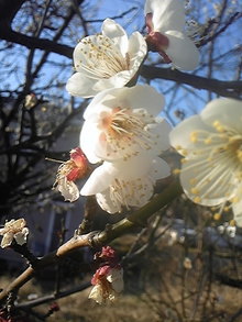 オヤジサーファー(もどき)今日も波待ちばっか!-090212_075157.jpg
