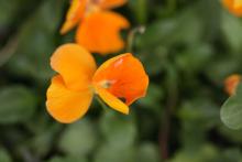 macro2