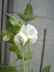 きぬさや