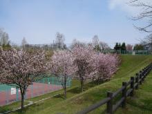 sakura_2