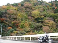 momiji2008-1